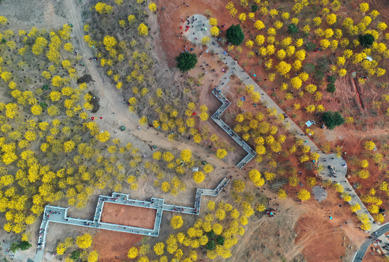 Photo aérienne des fleurs de chrysanthème tabebuia en pleine floraison dans la zone panoramique de la montagne de Qingxiu à Nanning