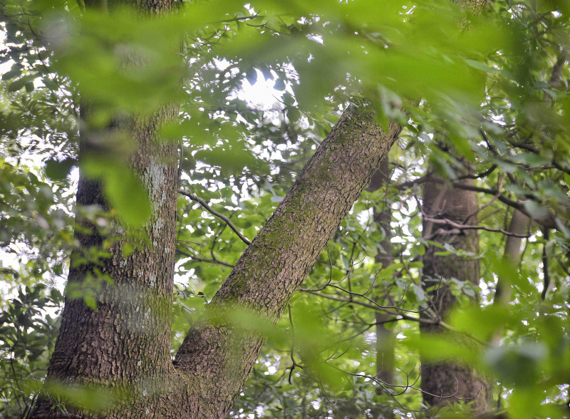 La photo prise le 8 octobre 2021 montre un arbre Emmenopterys henryi dans le parc forestier urbain de Longquanshan à Chengdu