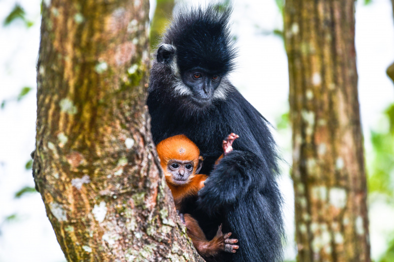 Un singe Langur de François avec son bébé dans la réserve naturelle nationale de Mayanghe