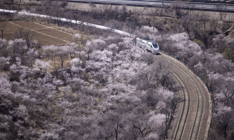 Un train roule au milieu de fleurs épanouies près de la section de Juyongguan de la Grande Muraille à Beijing