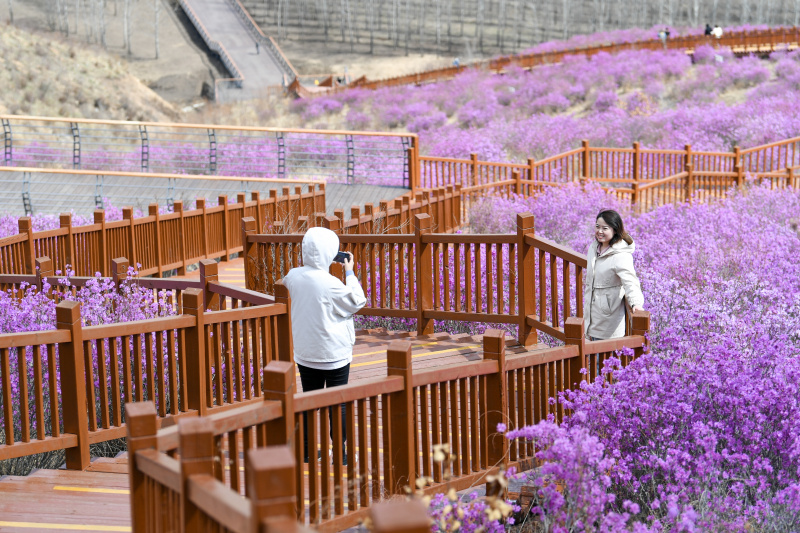 Les gens apprécient le paysage des fleurs d'azalée dans la ville de Zhalantun