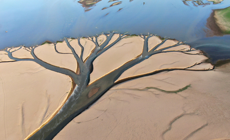 Vue aérienne d'une vasière présentant un paysage en forme d'arbre dans la section à Jinxian du lac Poyang