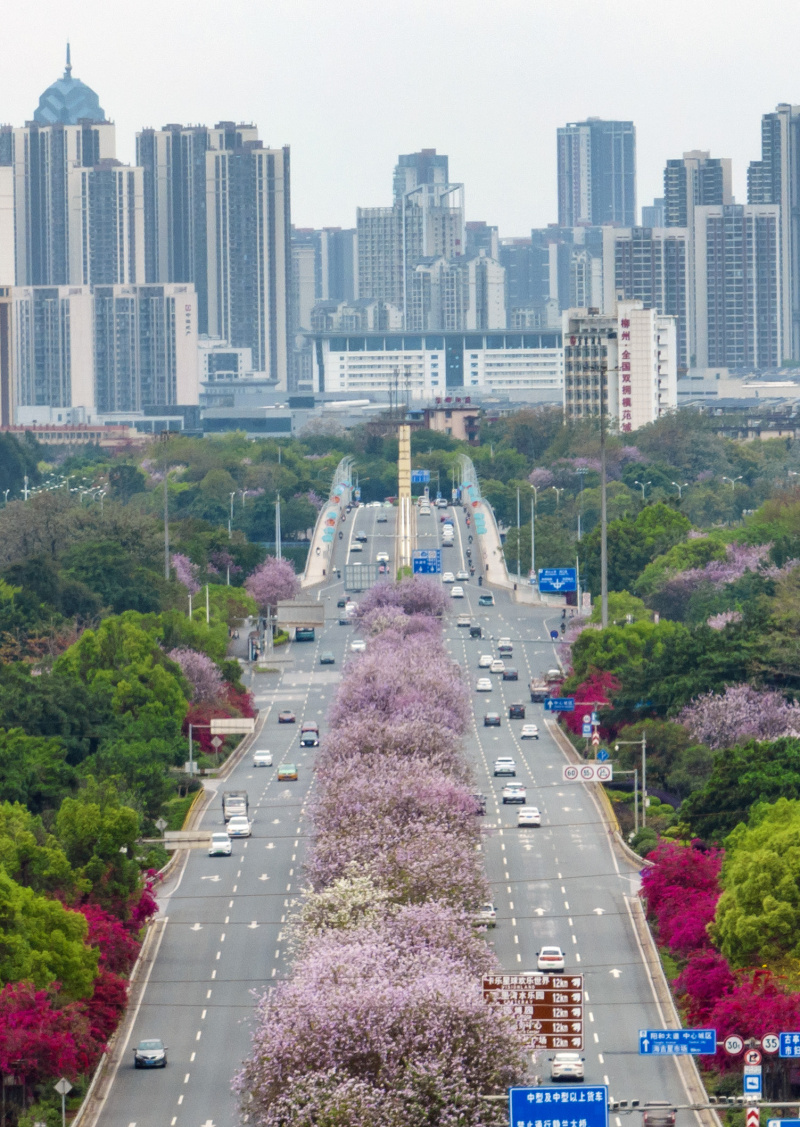 Photo aérienne de voitures passant à côté d'arbres à orchidées en fleurs dans la ville de Liuzhou de la région autonome Zhuang du Guangxi