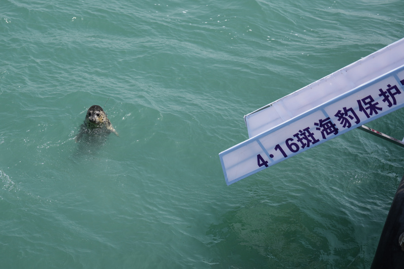 Un phoque tacheté est relâché en mer à Dalian