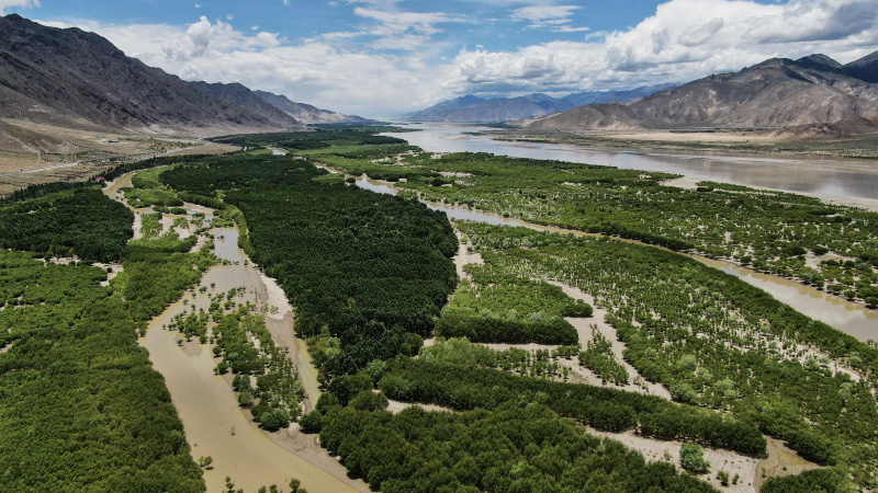 Vue aérienne d'une forêt-abri le long de la rivière Yarlung Zangbo à Shannan