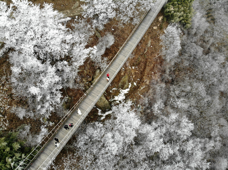 Des visiteurs traversent une passerelle au milieu d'arbres couverts de givre