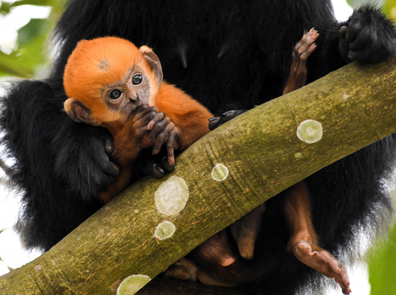 Un singe Langur de François avec son bébé dans la réserve naturelle nationale de Mayanghe