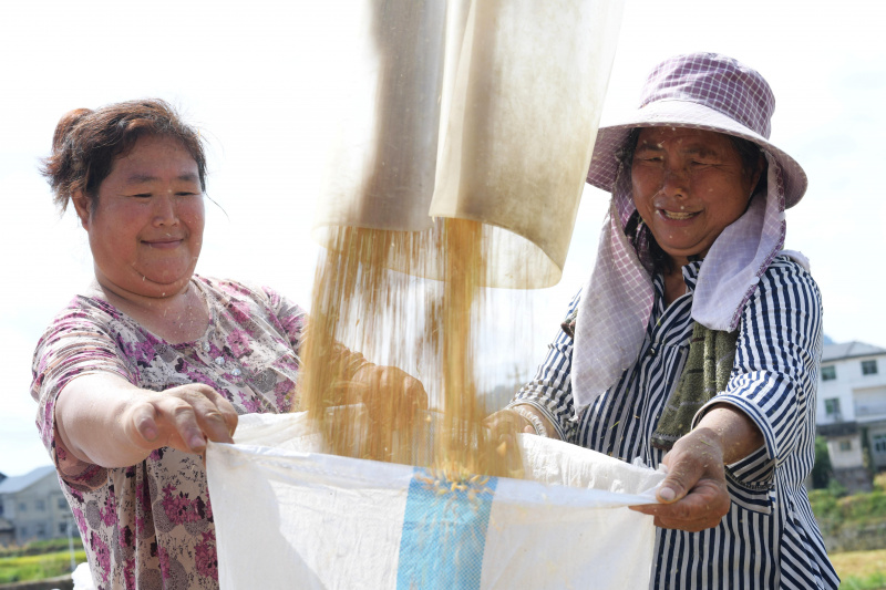 Des agricultrices emballent du riz dans le bourg de Wangcao du district de Suiyang