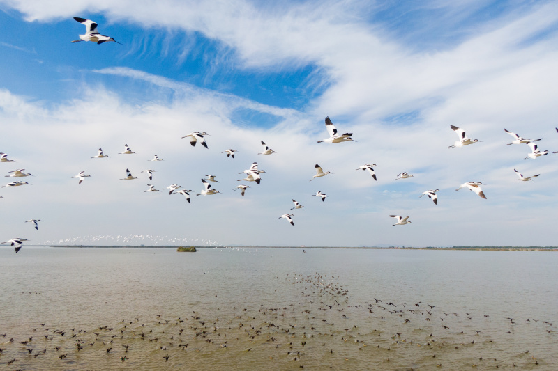 Des oiseaux survolant la zone humide du lac Chenhu