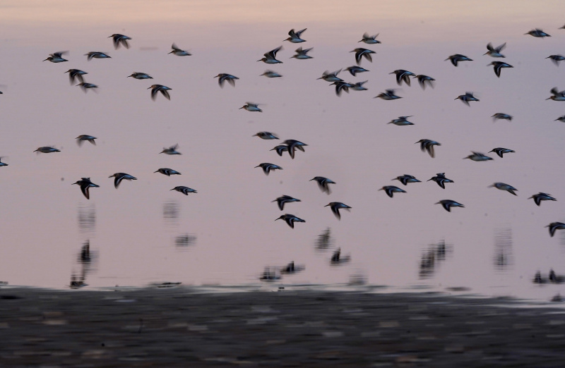 Des oiseaux migrateurs dans la réserve nationale des zones humides Nanji du lac Poyang
