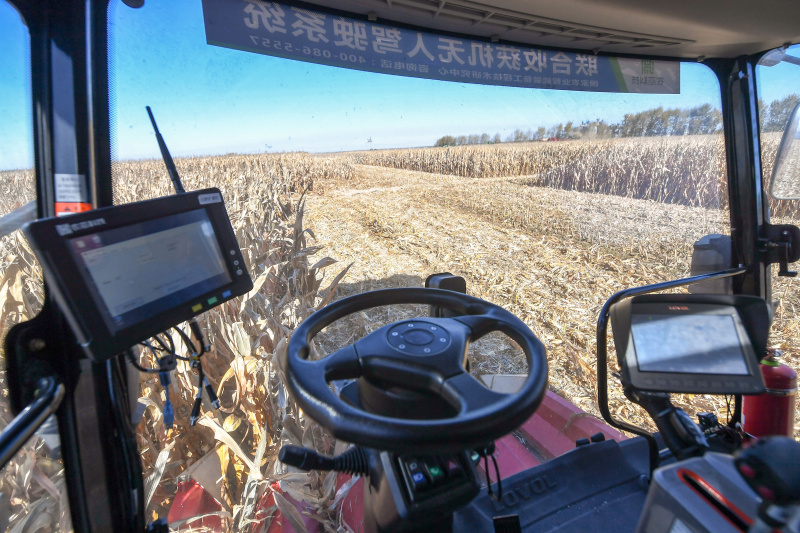 Une machine agricole autonome récolte du maïs dans une ferme de Gongzhuling