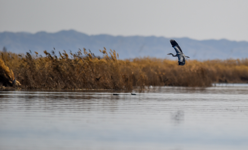 Photo prise le 4 avril 2020 d'un oiseau migrateur survolant la zone humide Ulansuhai Nur à Bayannur