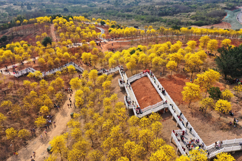 Des touristes admirent des fleurs de chrysanthème tabebuia en pleine floraison dans la zone panoramique de la montagne de Qingxiu à Nanning