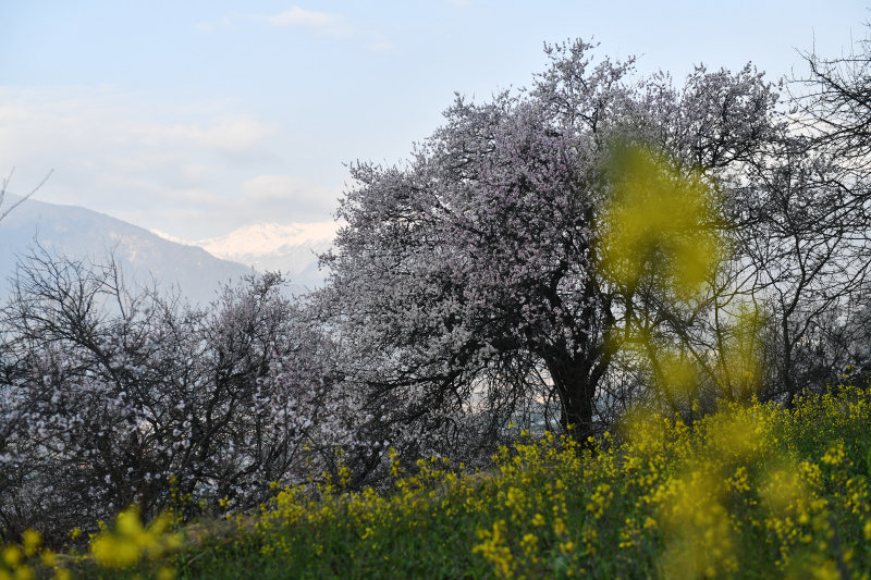 Des pêchers en fleurs dans le village de Gala