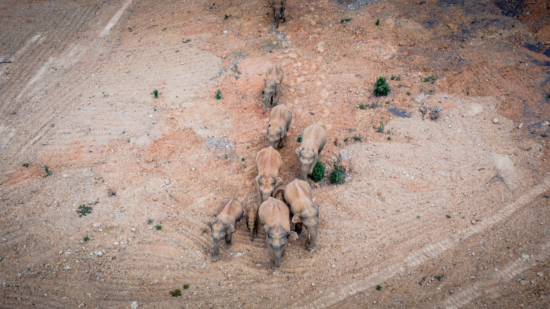 Photo prise le 28 mai 2021 d'un troupeau d'éléphants d'Asie sauvages dans le district d'Eshan