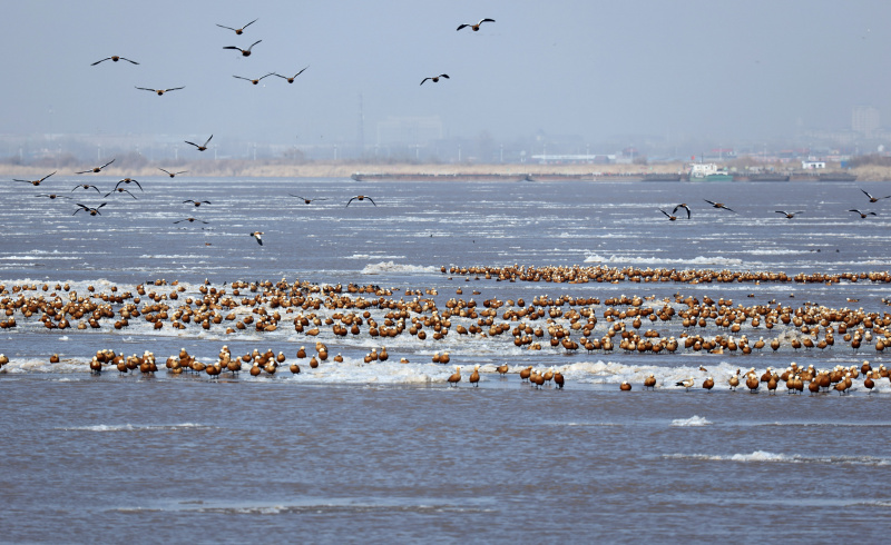 Des oiseaux au-dessus du fleuve Jaune dans la bannière de Dalad à Erdos