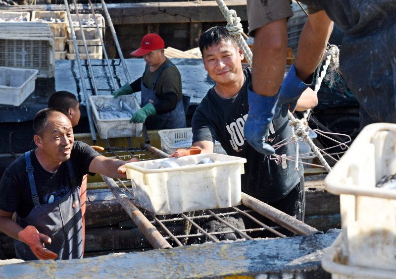 Des pêcheurs déchargent leurs prises au port de pêche de Jimiya dans la nouvelle zone de Xihai'an (côte ouest) à Qingdao