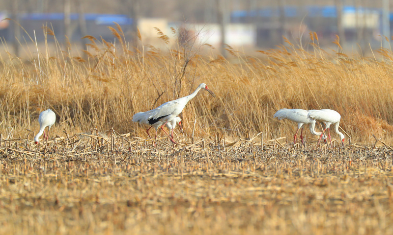 Des grues blanches dans la zone humide de Huanzidong