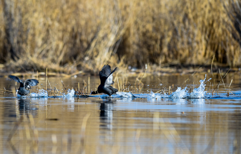 Photo prise le 4 avril 2020 d'un oiseau migrateur survolant la zone humide Ulansuhai Nur à Bayannur