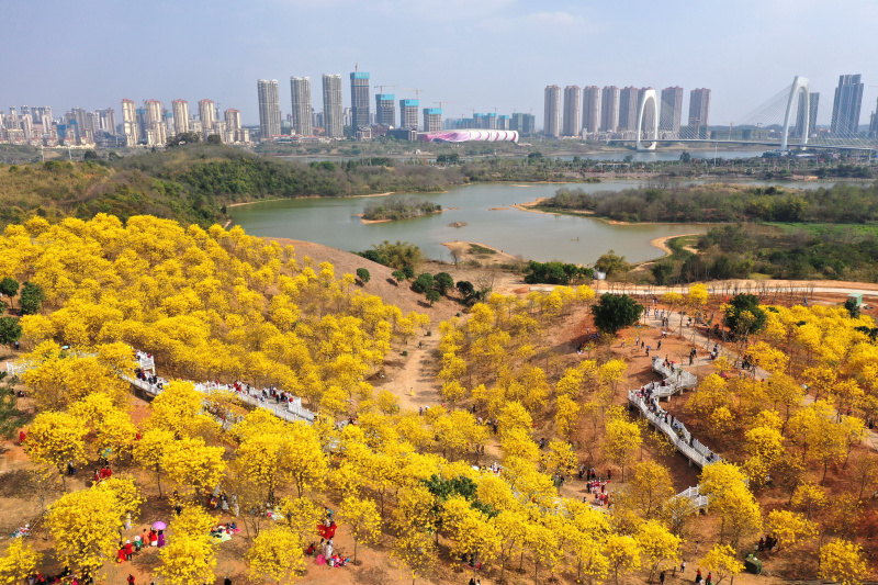 Des touristes admirent des fleurs de chrysanthème tabebuia en pleine floraison dans la zone panoramique de la montagne de Qingxiu à Nanning