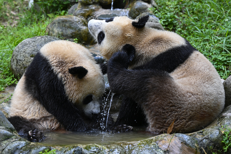 Deux pandas géants se rafraîchissent dans un bassin dans la base de Dujiangyan du Centre de conservation et de recherche des pandas géants