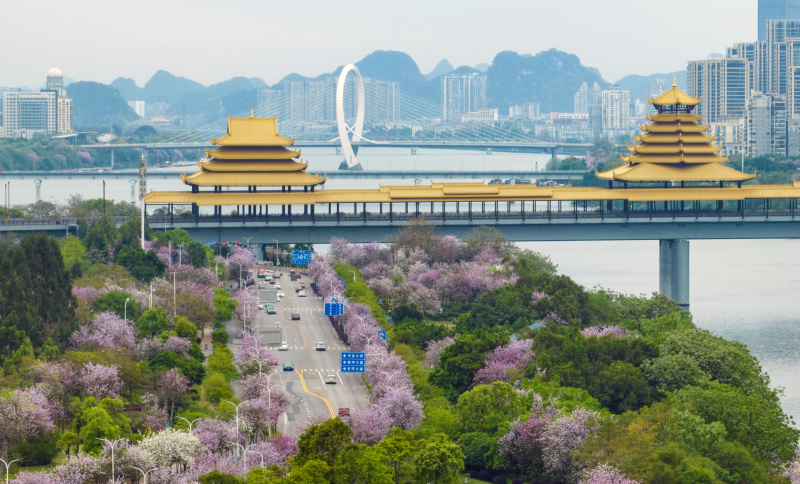 Photo aérienne de voitures passant à côté d'arbres à orchidées en fleurs dans la ville de Liuzhou de la région autonome Zhuang du Guangxi