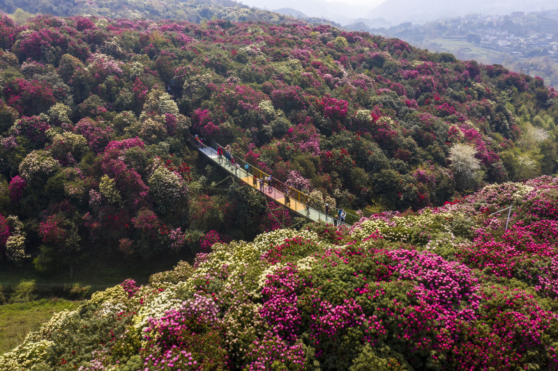 Des fleurs d'azalée dans le site touristique de Jinpo