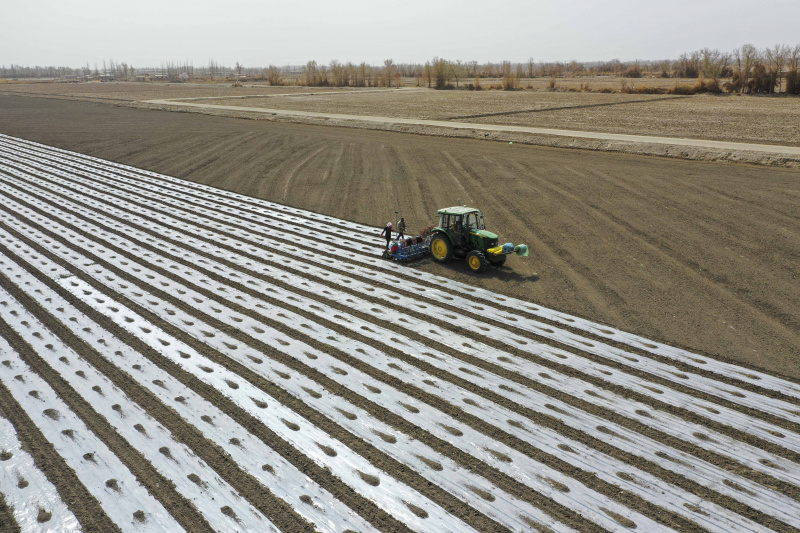 Des agriculteurs recouvrent un champ avec des bâches en plastique à Yuli