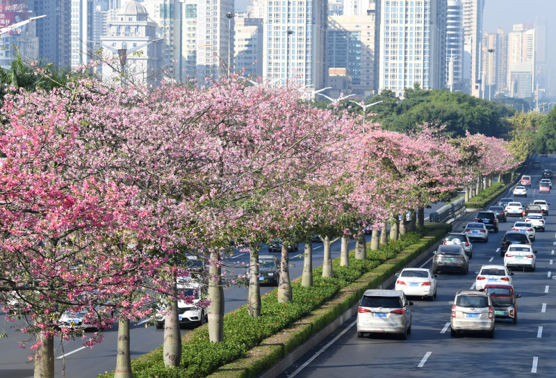 Floraison le long d'une route à Nanning