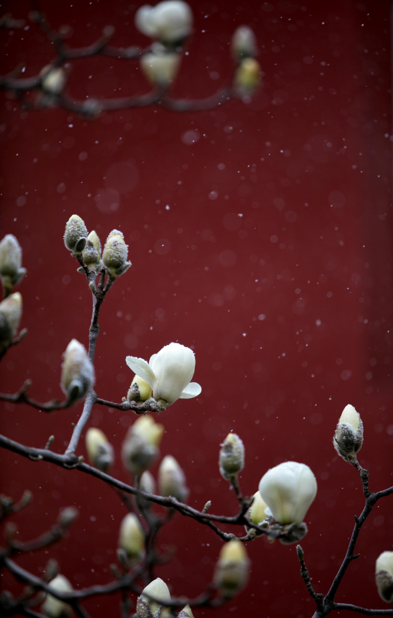 Un magnolia en floraison sous la neige dans l'arrondissement de Mentougou à Beijing
