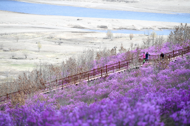 Photo prise le 27 avril 2022 montrant le paysage des fleurs d'azalée dans la ville de Zhalantun
