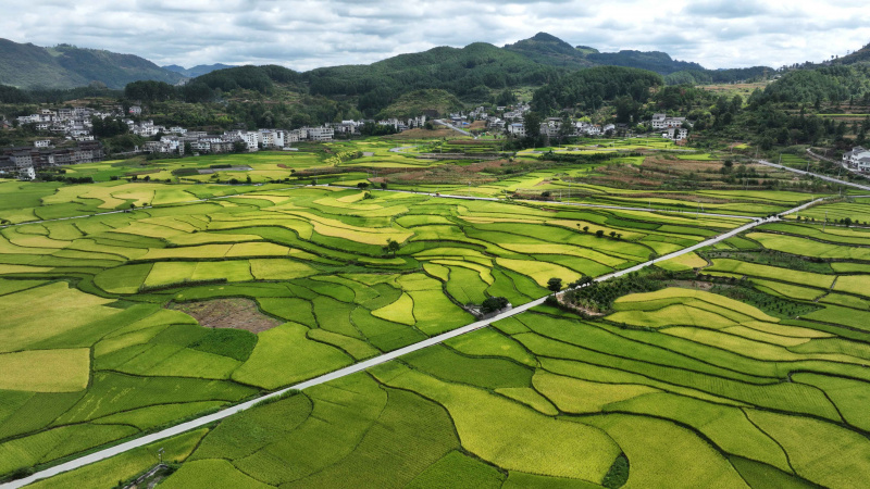 Photo aérienne de rizières dans le village de Matou du bourg de Hefeng