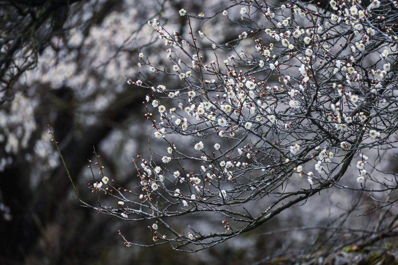 Des pruniers en fleur à Qianyuan