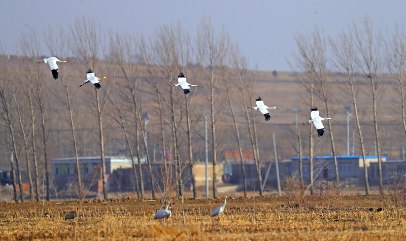 Des grues blanches dans la zone humide de Huanzidong