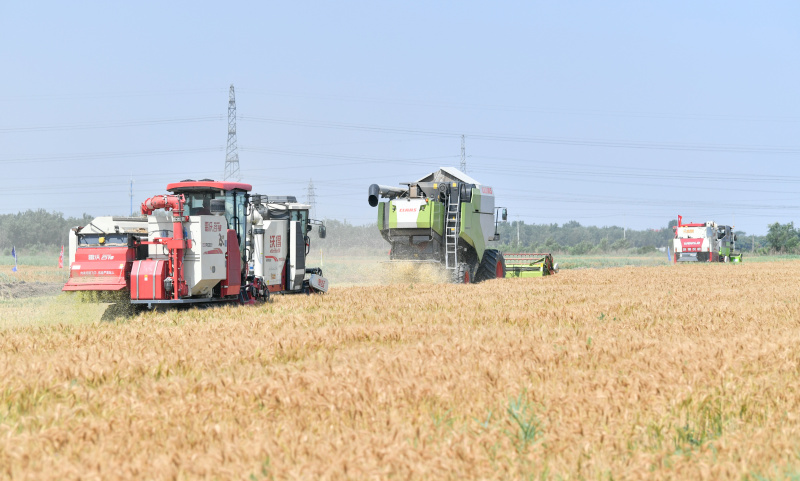 Des moissonneuses lors d'une activité de démonstration de machines agricoles organisée par le gouvernement local du bourg de Caigongzhuang