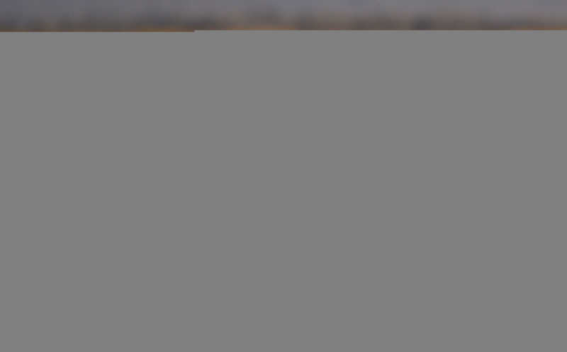 Photo prise le 4 avril 2020 d'un oiseau migrateur survolant la zone humide Ulansuhai Nur à Bayannur