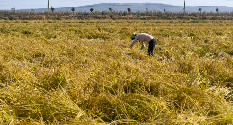 Un agriculteur récolte du riz dans le bourg de Xihe de la ville de Shulan