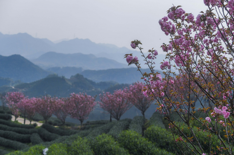 Vue de fleurs de cerisier dans un jardin de thé du village de Bashan