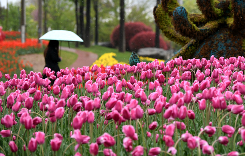 Une touriste admire les fleurs au Jardin botanique de Xi'an