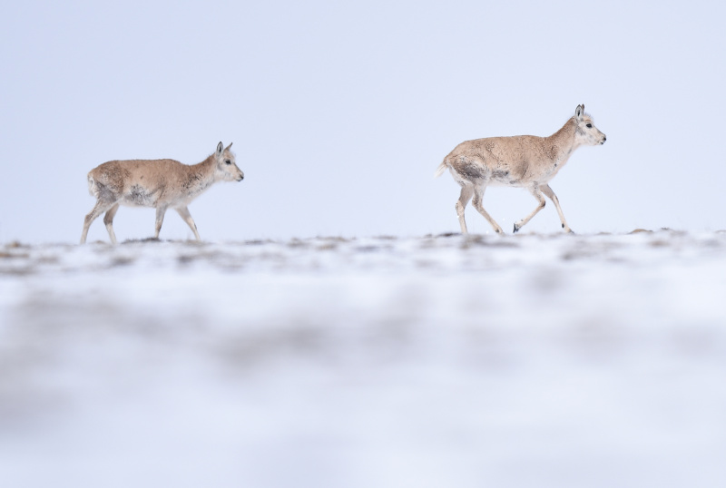 Un troupeau d'antilopes tibétaines se dirige vers le lac Zonag