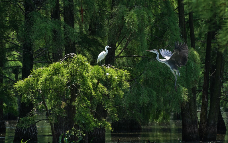 Des hérons dans la zone humide du lac Chishan à Nanjing