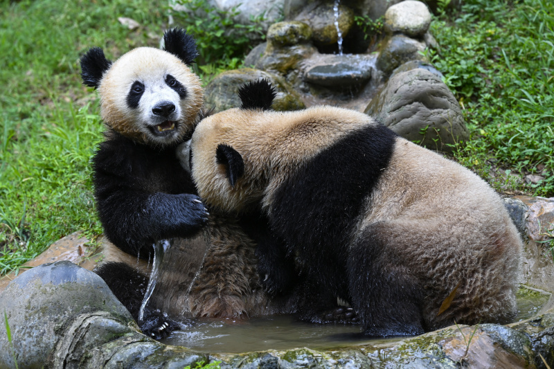 Deux pandas géants se rafraîchissent dans un bassin dans la base de Dujiangyan du Centre de conservation et de recherche des pandas géants