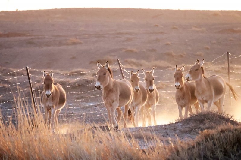 Un troupeau d'ânes sauvages de Mongolie dans la réserve naturelle d'Urad