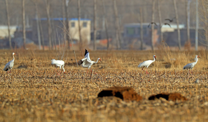 Des grues blanches dans la zone humide de Huanzidong