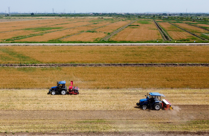 Des moissonneuses lors d'une activité de démonstration de machines agricoles organisée par le gouvernement local du bourg de Caigongzhuang