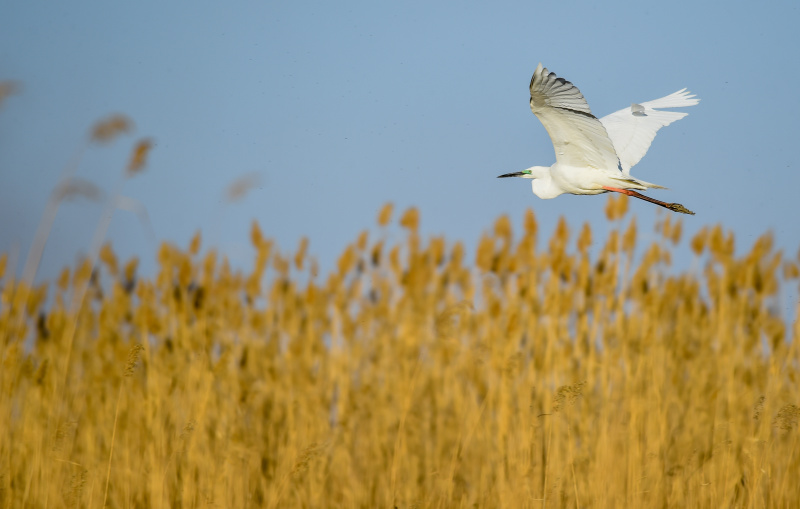 Photo prise le 4 avril 2020 d'un oiseau migrateur survolant la zone humide Ulansuhai Nur à Bayannur