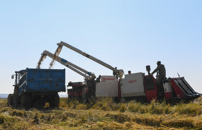 Un agriculteur récolte du riz dans le bourg de Xihe de la ville de Shulan