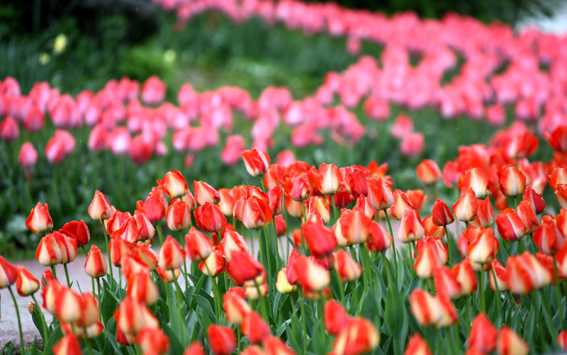 Des tulipes au Jardin botanique de Xi'an