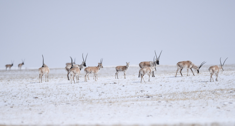 Un troupeau d'antilopes tibétaines se dirige vers le lac Zonag