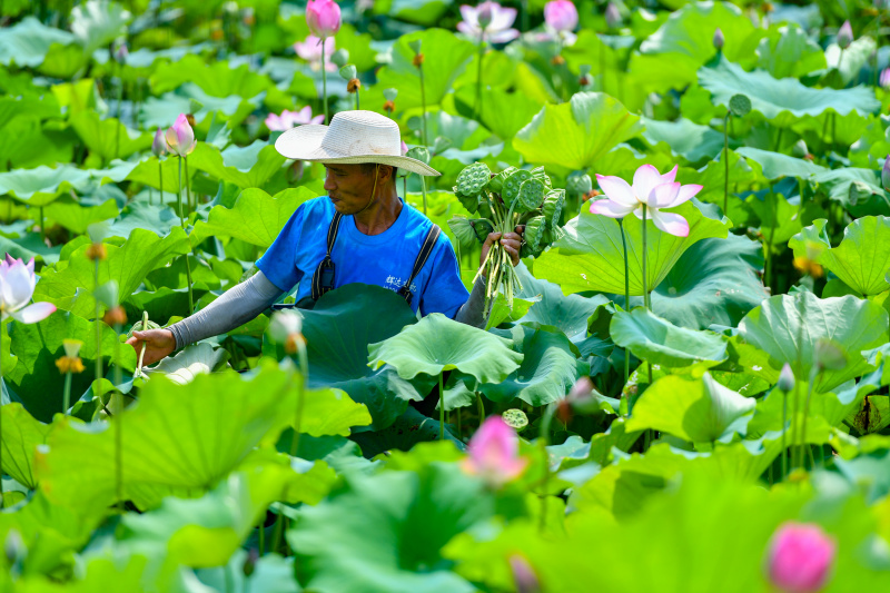 Un villageois cueille des cupules de lotus dans le village de Lianying
